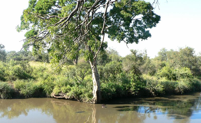 JAR 389.JPG - Po nádherným stromem se ve vodě chladí hroši.